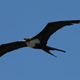 Catching some z’s while in flight: a frigatebird with an EEG measuring device strapped to its head. (Image: B. Voirin)